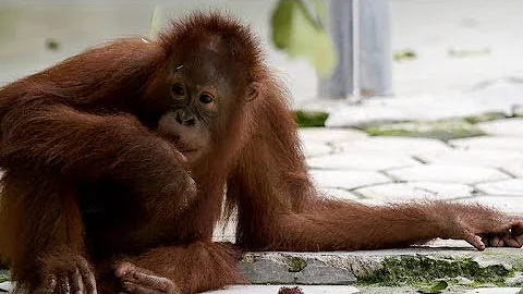 This Young Orangutan is Famous for Cutting Class