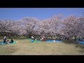 日本の春 2018