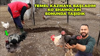 Tavuk Kümesinin TEMELİNİ Ayarladım ! Ko Shamo Tavukları Sonunda Taşıdım ! Horoz Tavuk Çiftleşmesi