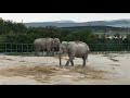 Магда и Дженни полюбили свой новый дом! Elephants in the Crimean Taigan!