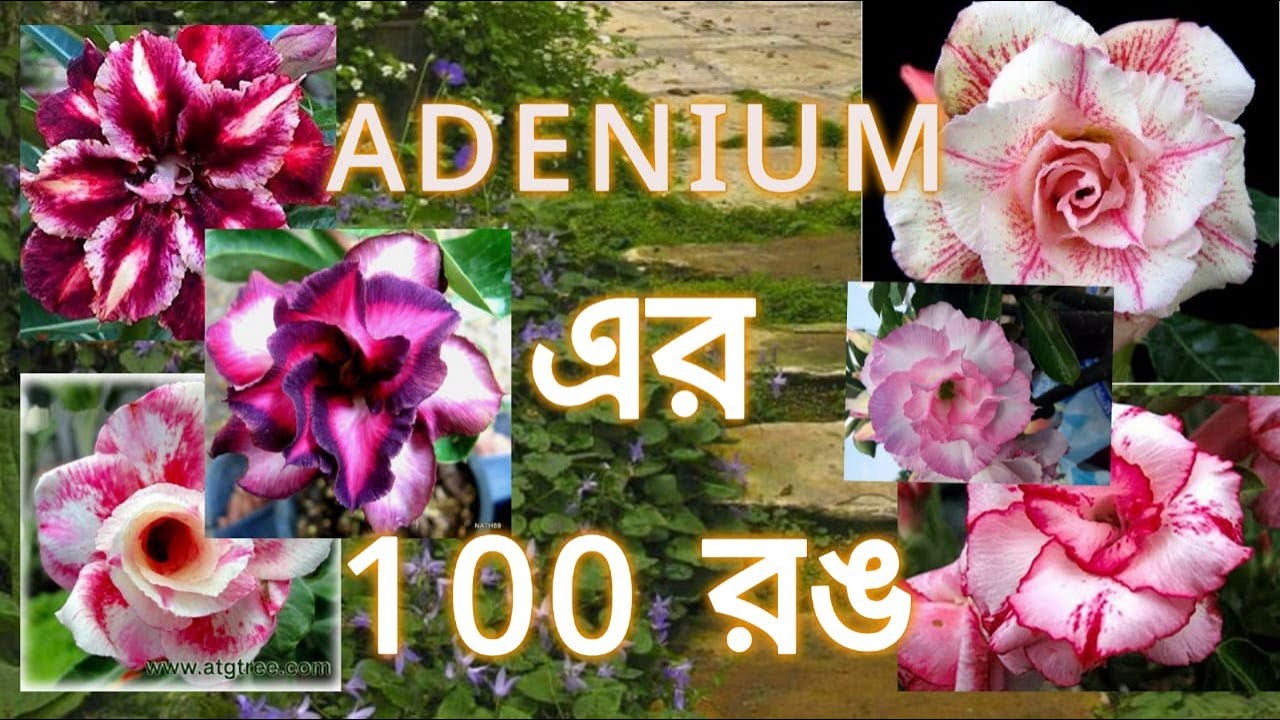 100 Colours of Adenium | Best Adenium Collection (part-1) | - YouTube