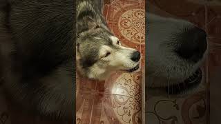 Папа всегда заступица))) #собака #хаски #siberianhusky #husky