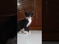 লুল্লু ভুত 😆 #shorts #foryou #trending #kitten #vairalvideo #duet #funny