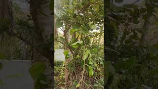 creapers on custard apple tree with full birds sound