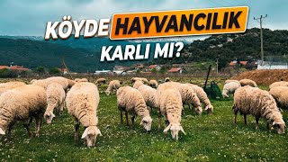 100 BİN TL İSTEDİLER! Otlak Sorunu ve Yörüklerin Çilesi | Grazing Crisis in Village Life