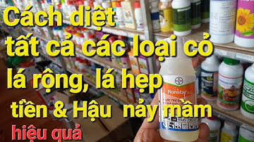 #CHNN 91. Cách diệt tất cả các loại cỏ lá rộng và lá hẹp, tiền và hậu nảy mầm. Ronstar - Oxathiazon