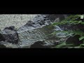[4K] 等持院 京都の庭園　TOJI-IN The Garden of Kyoto