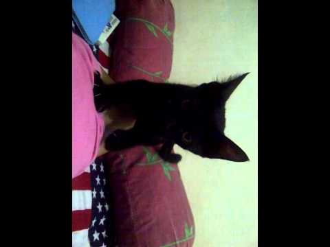 Kucing seneng mijit - YouTube