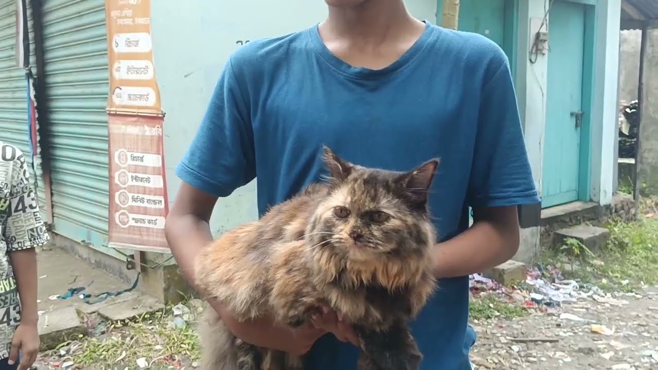 পার্সিয়ান বিড়াল পছন্দ করছেন এখনই কিনুন সেরা দামে পার্সিয়ান বিড়াল​ পারসিয়ান বিড়াল দেখতে সুন্দর। 