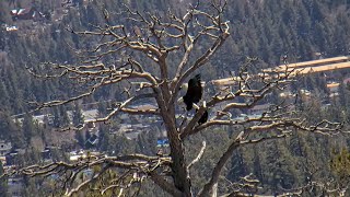 April 15 with Jackie and Shadow FOBBV CAMBig Bear Bald Eagle Live Nest - Cam 1 \/ Wide View - Cam 2