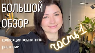 Большой обзор моей коллекции комнатных растений!🌿