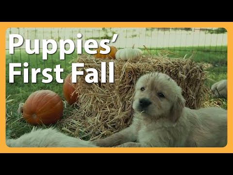 Golden Retriever Puppies Experience Fall for the First Time