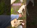 Perro Rescatado De la Calle#dog#dogs#dogshorts#doglife#shortvideo#shortsfeed#shortsviral#short#video