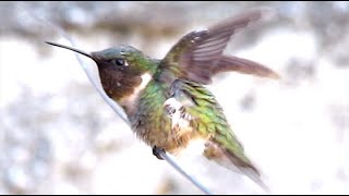Colibrí Garganta Rubí Archilochus Colubris, San Marcos, El Salvador 06-02-2022.