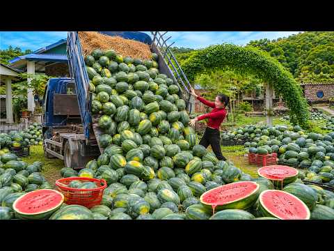 Overloaded 3-Wheeled Truck Full of Fresh Watermelons to Sell at the Village Market