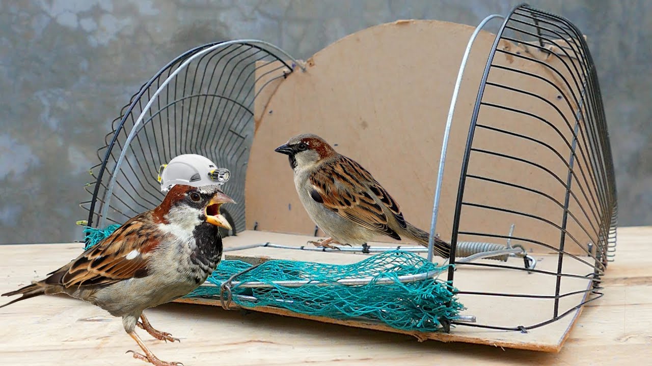 Practical Gardening: Homemade Bird Trap - Retrieving Trapped Birds