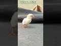 Chick Beautiful 😍 #chicks #chicken #entertaininganimals #funnyanimal #animallife #pets