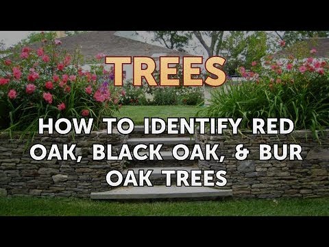 Video: Perbedaan Antara Black Oak Dan Red Oak
