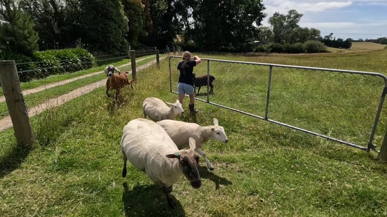 Обычные воскресные дела по дому в нашем новозеландском квартале, посвященном образу жизни.
