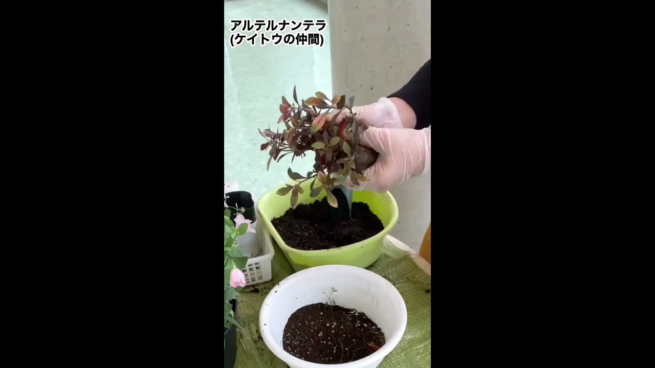 132円 人気メーカー・ブランド くまのがっこう ランチョンマット トマトづくり 732552 132円 人気メーカー・ブランド くまのがっこう ランチョンマット トマトづくり 732552
