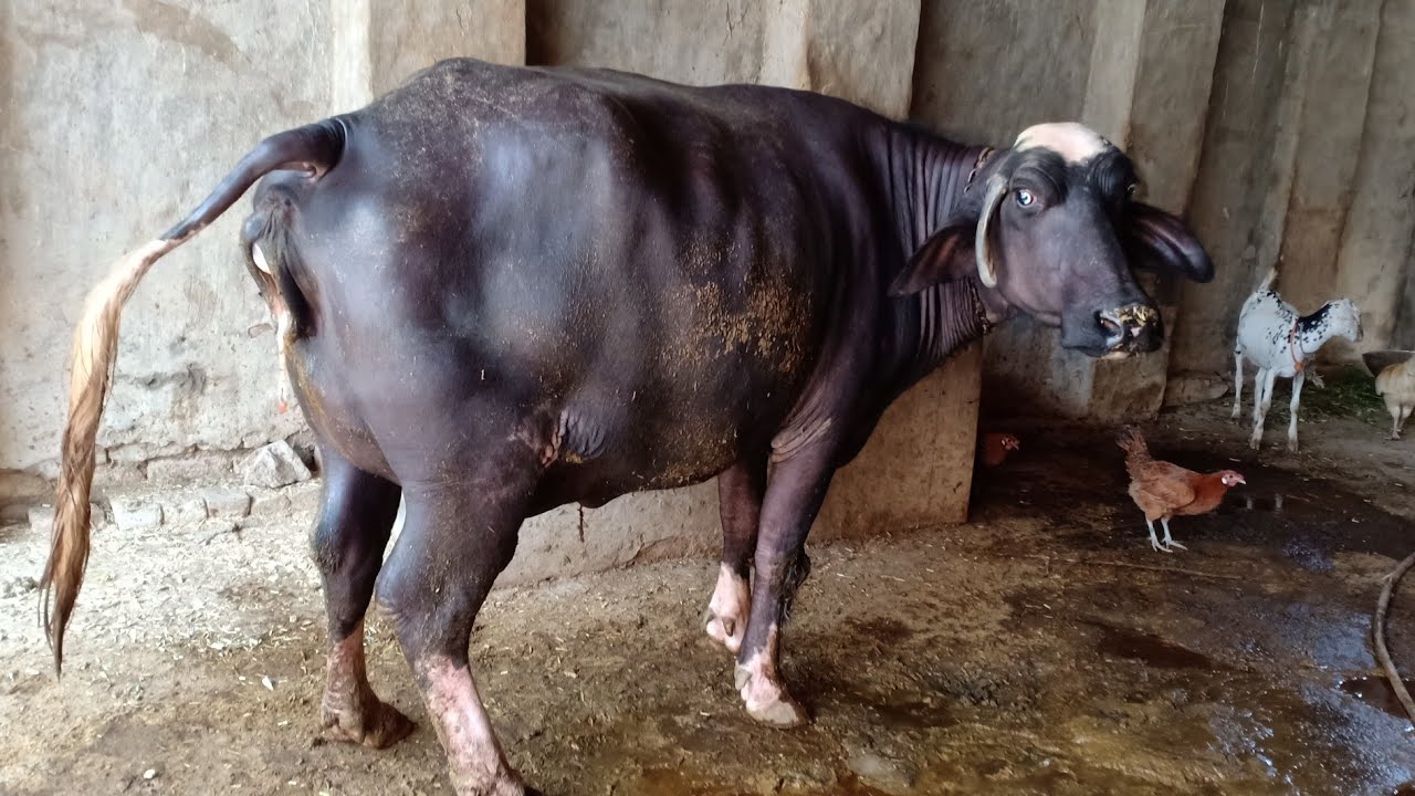 forfølgelse cykel bred Buffalo Give Birth | My buffalo Trying for baby birth - YouTube