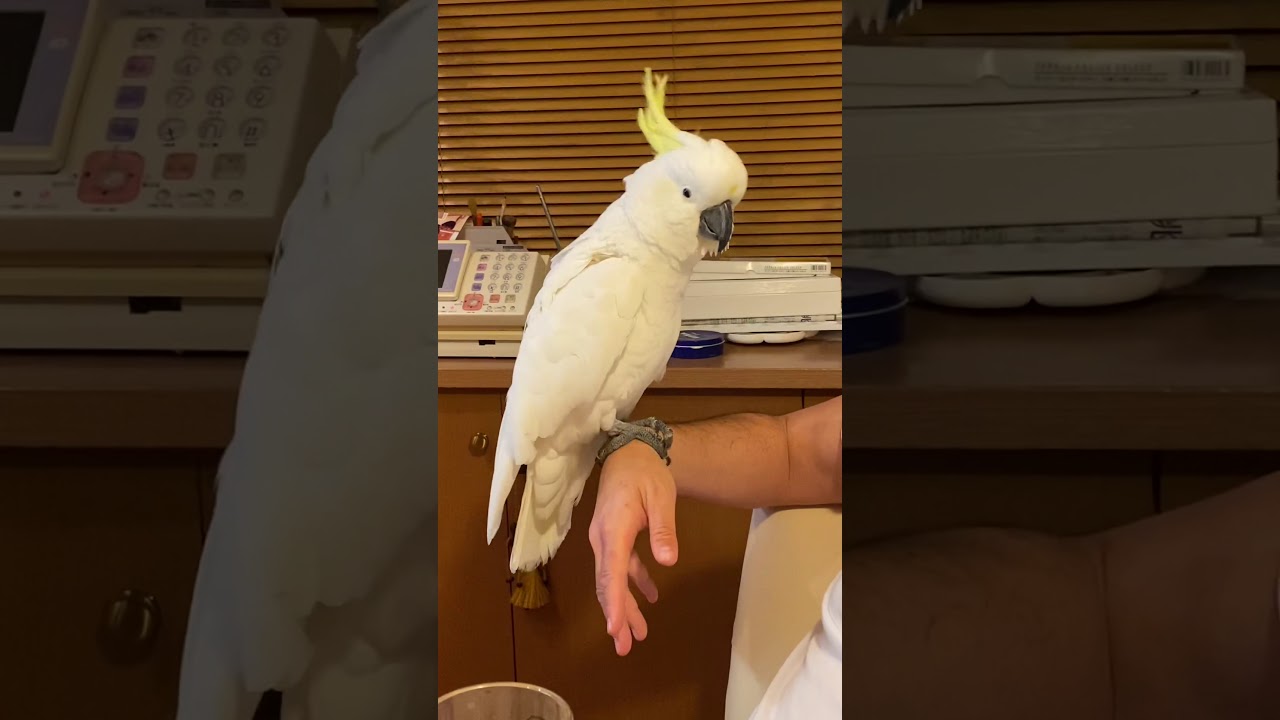 犬のおまわりさん Version Up キバタン オウム インコ オーストラリアンホンキバタン 犬のおまわりさん まいごのまいごのこねこちゃん 鳥 白い 鳥 手乗り インコ Youtube