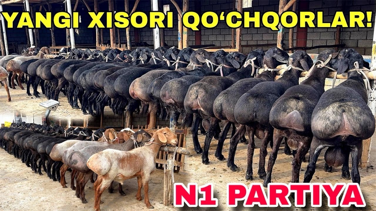 😱 BIZNING FERMADAN YANGI XISORI QO‘CHQORLAR – N1 PARTIYA