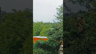 makd//Makdache video/hanuman #makd#makad#hanumanji#bandr#shortsfeed #shorts