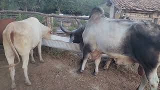 BOI GUZERA ERADO COMENDO NO COCHO SERA QUE ENGORDA.