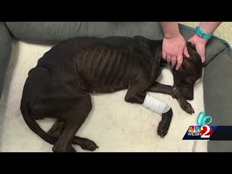 Emaciated dog found eating blanket in desperation, Brevard Humane Society says