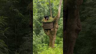 Building a Hidden ShelterINSIDE a GIANT Hollow Tree #survival #campping  #bushcraft #outdoors