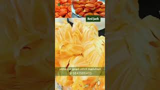 2 வருடத்தில் பலன் தரும் சிவப்பு பலா | Harvest Jackfruits in 2 Years from Your Garden!