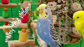 budgie sounds for lonely birds
