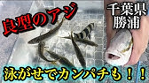 千葉県作田川シーバス72cm 友達目線 使用ルアー Duel ヘビーシンキングミノー 70mm Youtube 千葉県作田川シーバス72cm 友達目線 使用ルアー Duel ヘビーシンキングミノー 70mm Youtube