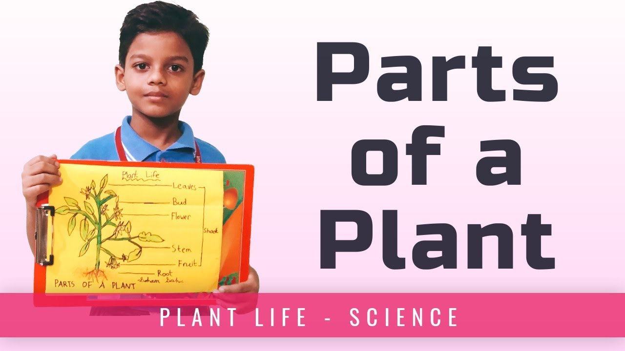 Parts of a Plant Diagram for Kindergarten - Plant Parts for Kids - YouTube