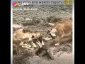 Vichekesho Vya Likee Part 5 Vichekesho Vya Likee Part 5