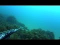 Черное море дельфин
