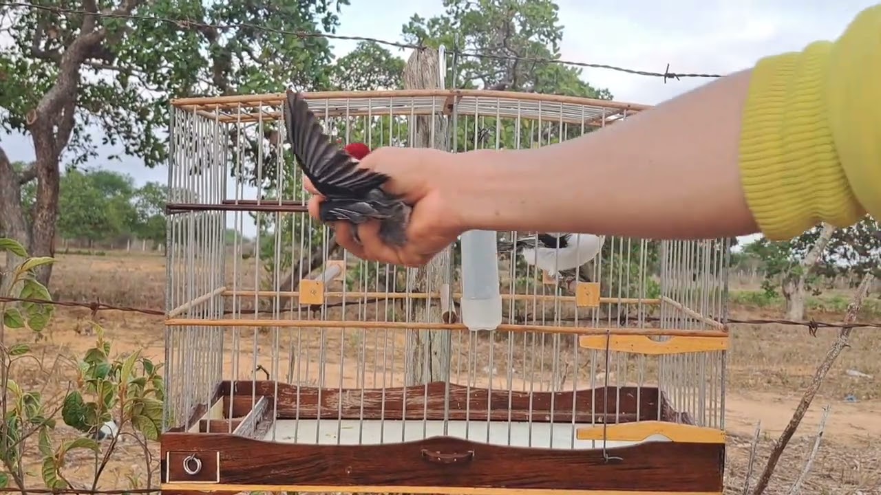 Blayd na pegada livre!...