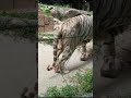 Sunway Lagoon wild park part8#shorts