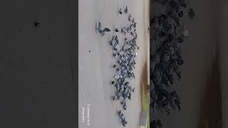 Columba Livia Domestica