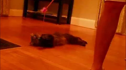 Watch the video about Milo the Cat - Our New Maine Coon!