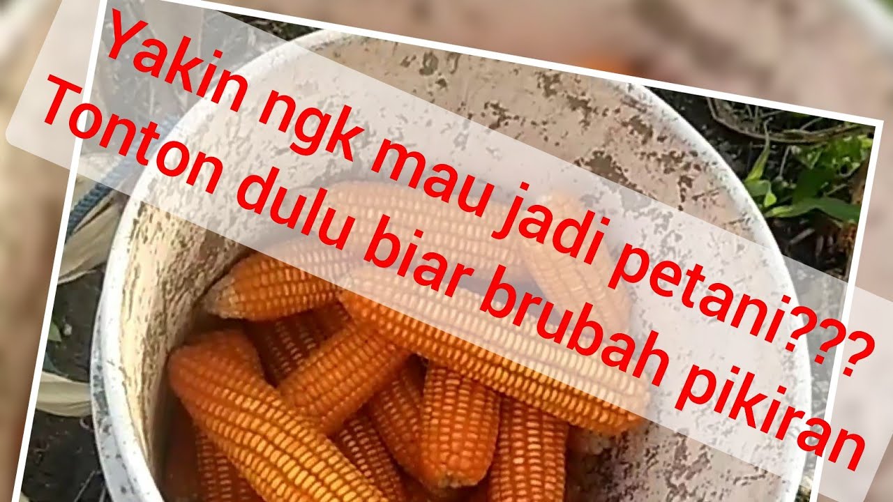 cara menanam jagung  mudah  YouTube