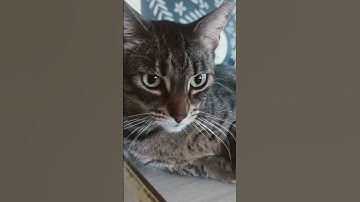 #nutshell #animation #memes #funny #nutshellgroup #animatiomeme #comedy #animatonmeme #cats