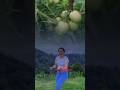 jogeddan tomat