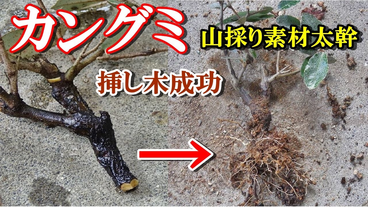 キャサバ挿木用苗700本入り MAKOTO GARDEN取り置き4月上旬 キャサバ挿木用苗700本入り MAKOTO GARDEN取り置き4月上旬 キャサバ挿木用