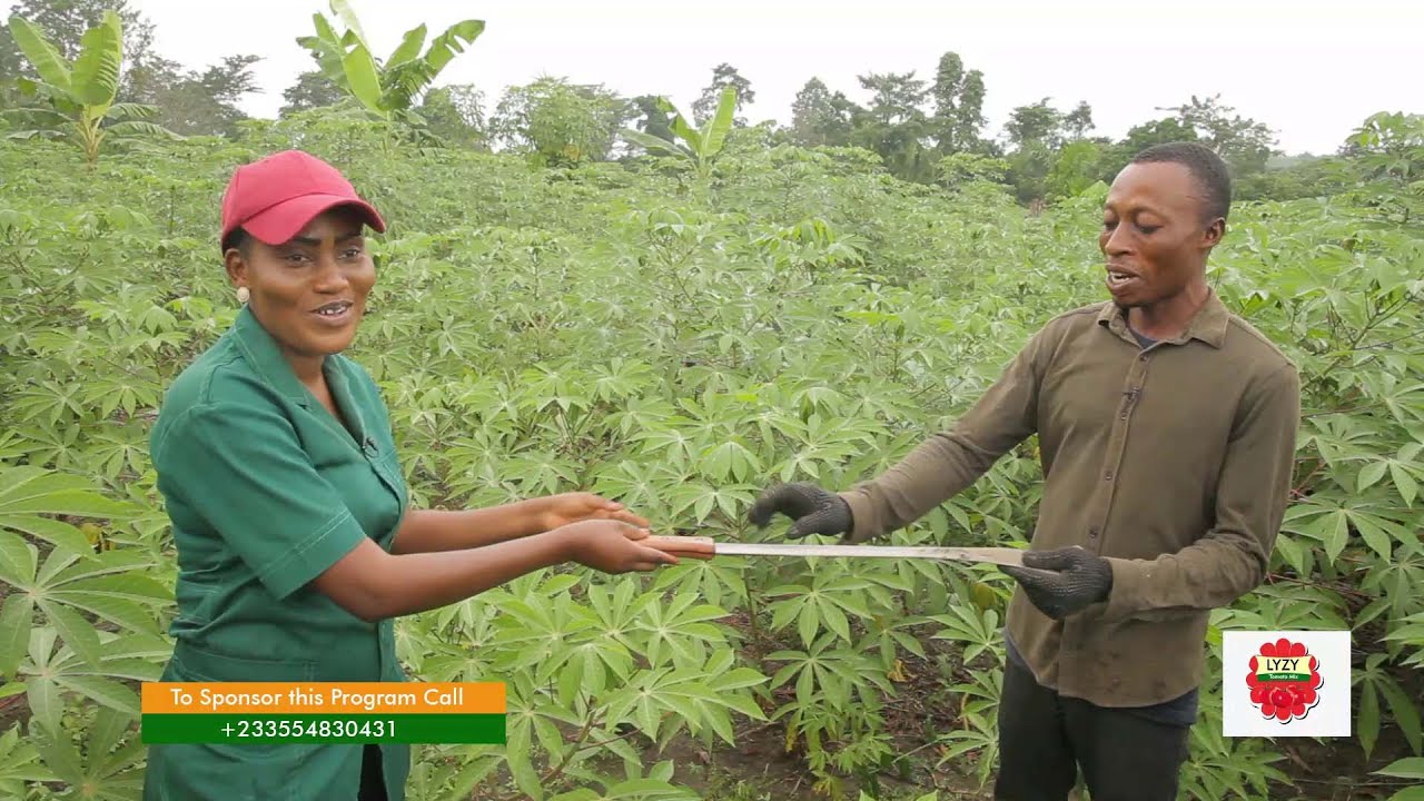 I Bought A Land Out Of My 15 Acre Cassava Farm (The Story Of Samuel... The Ghanaian Farmer Episode 8