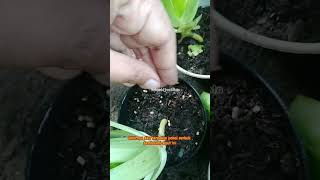 How To Get Rid Of Snail Pests gardening planting tutorial snails urbanfarming