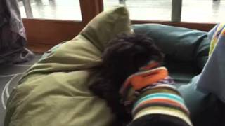 Bodie: dog with pillow II