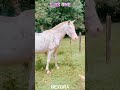 POV: You’re Riding a Zombie Horse Through the Apocalypse #shortvideo