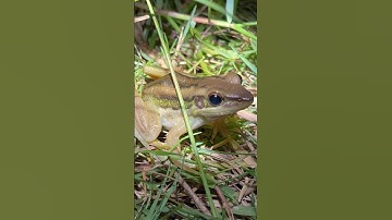 Gặp đuôi rết khi bắt ếch